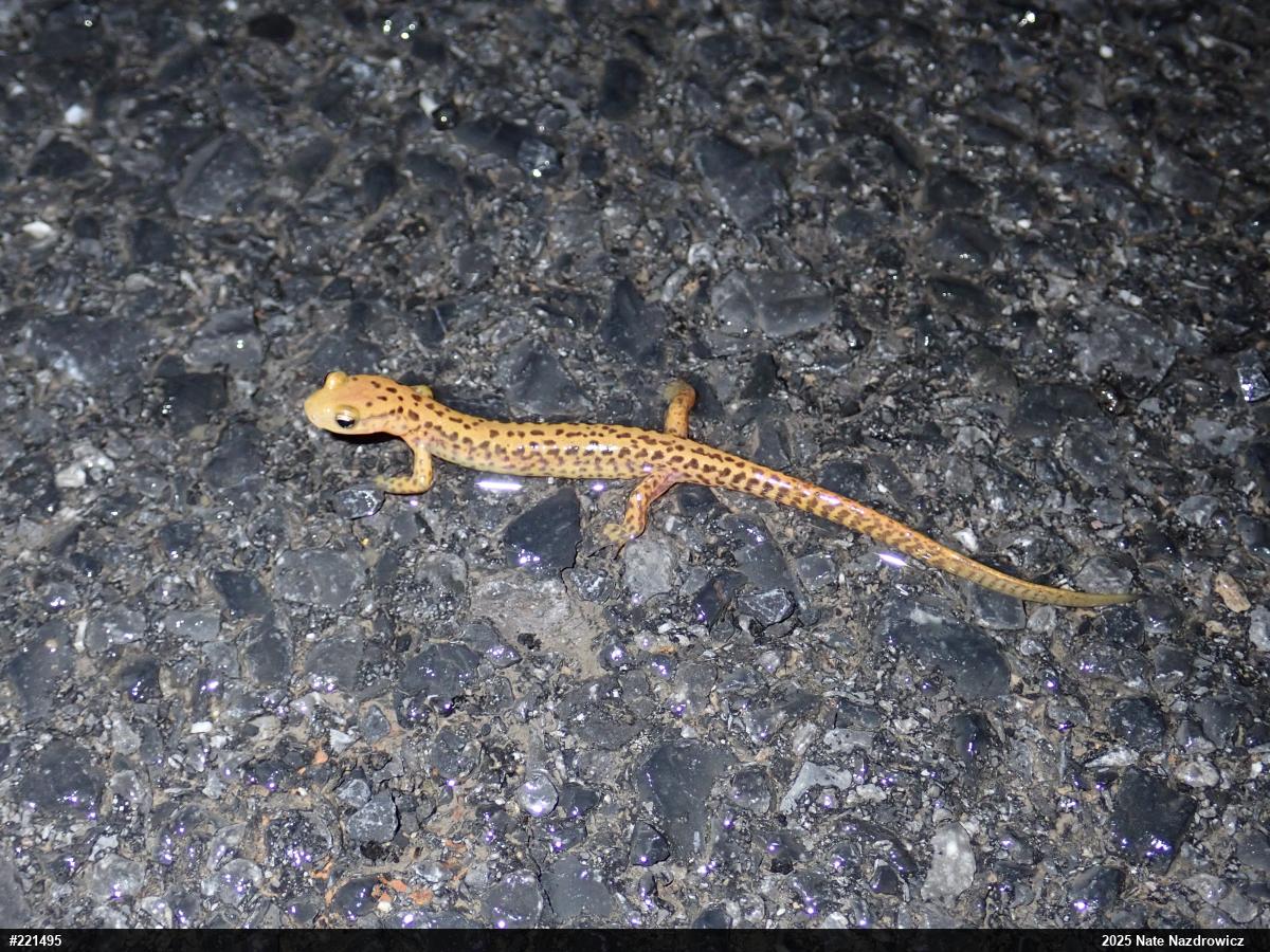 Eastern Long-tailed Salamander