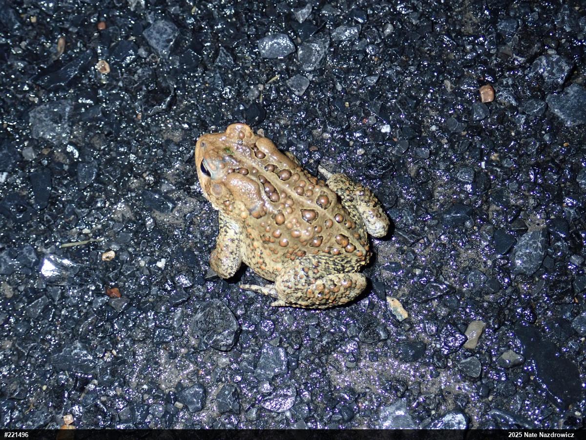 Eastern American Toad