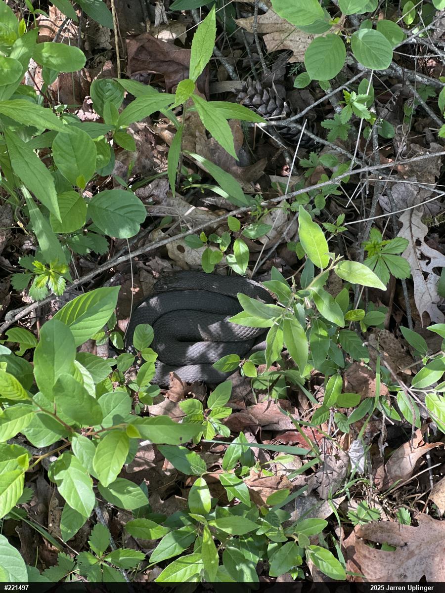 Northern Watersnake
