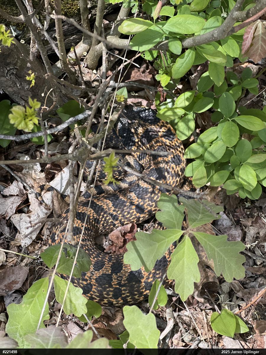 Eastern Hog-nosed Snake