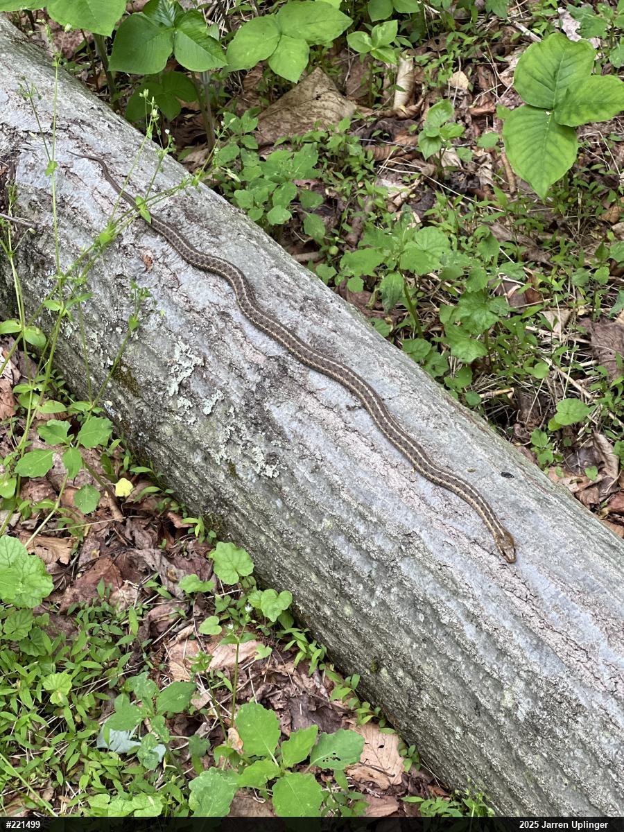 Eastern Gartersnake