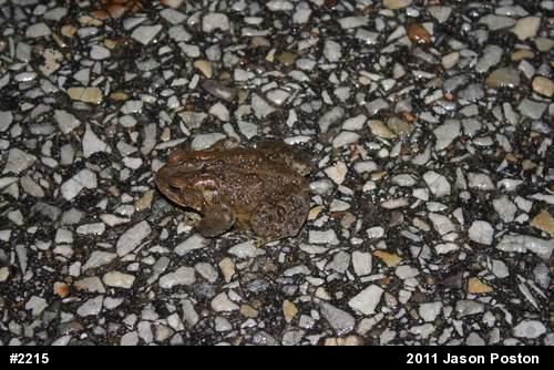 Eastern American Toad