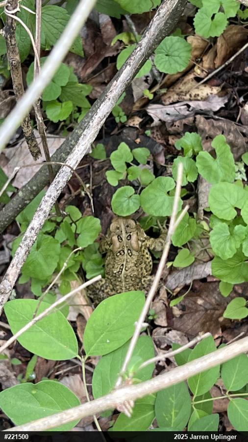 Eastern American Toad