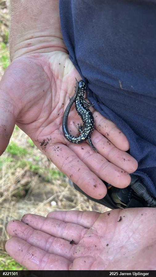 Northern Slimy Salamander