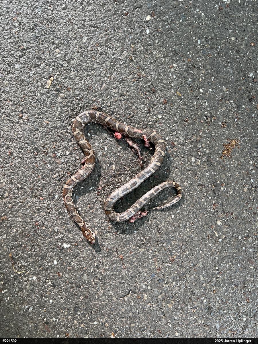Eastern Milksnake