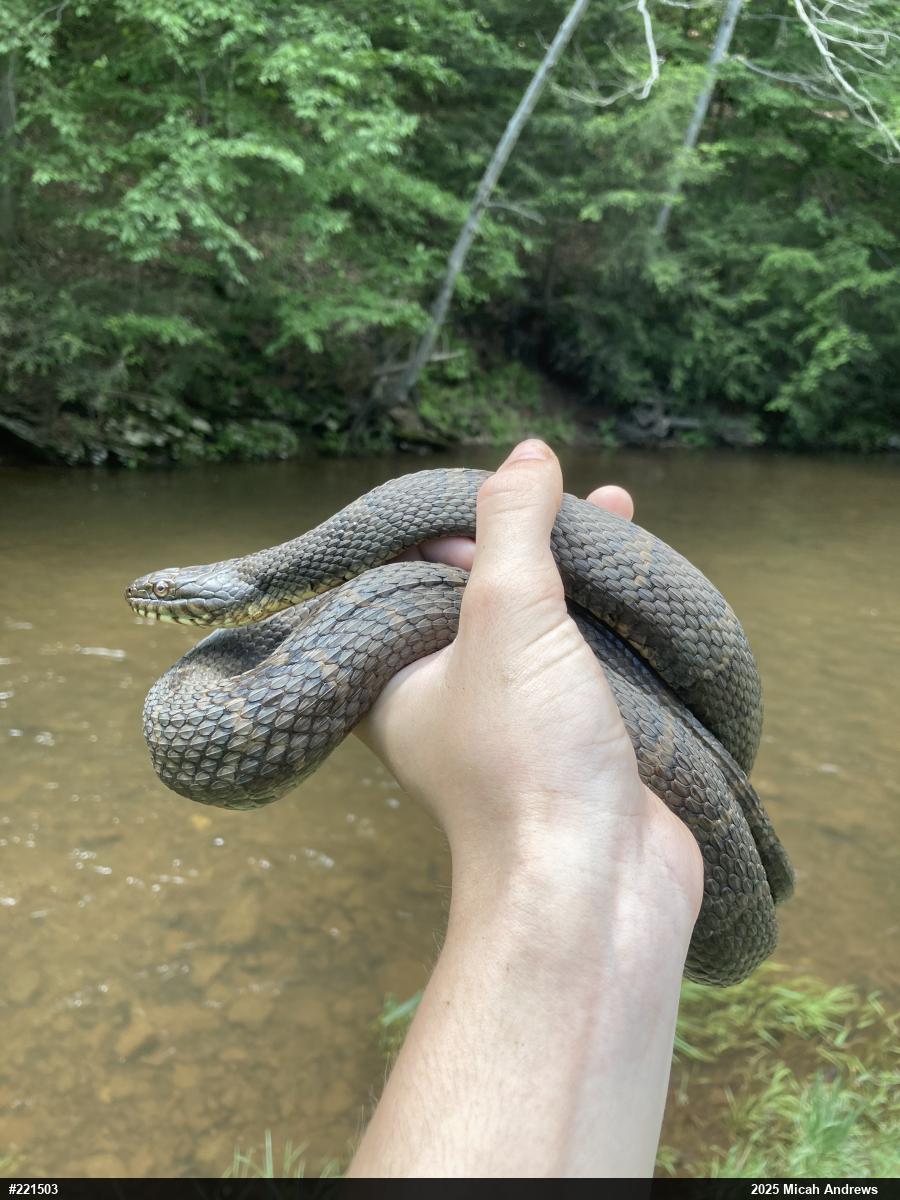 Northern Watersnake