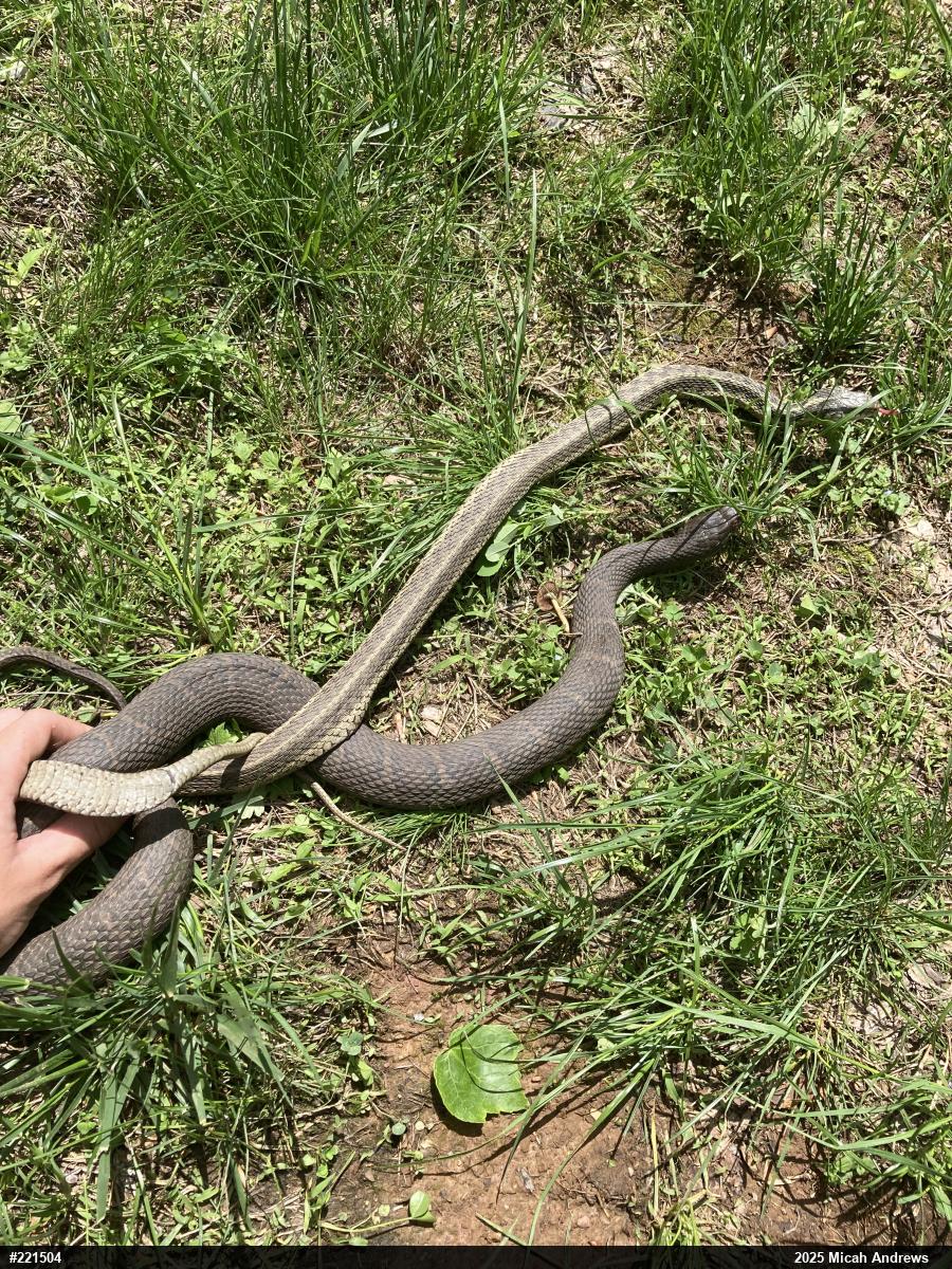 Northern Watersnake
