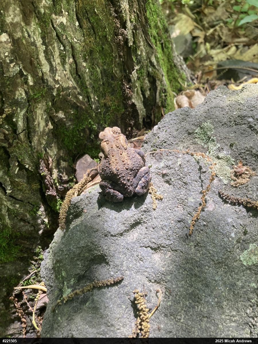 Eastern American Toad