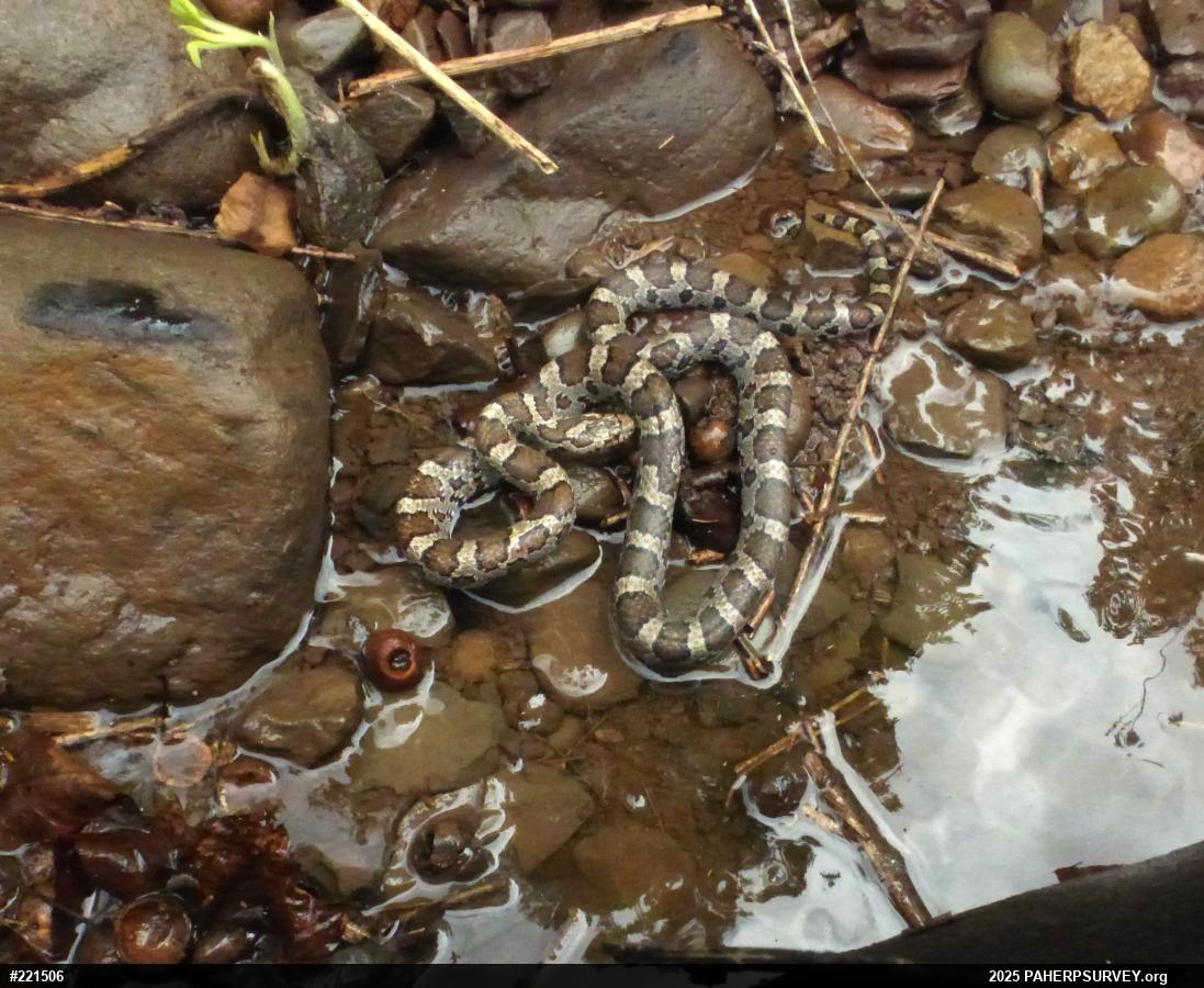 Eastern Milksnake