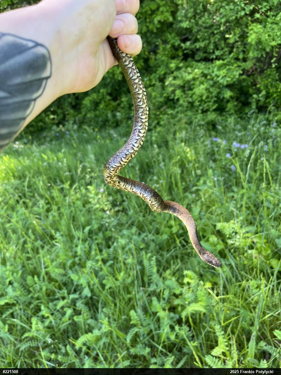 Northern Watersnake