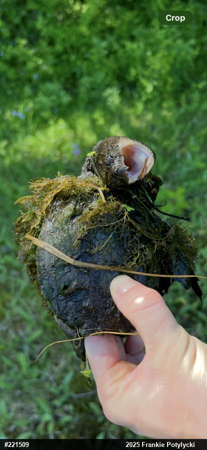 Snapping Turtle