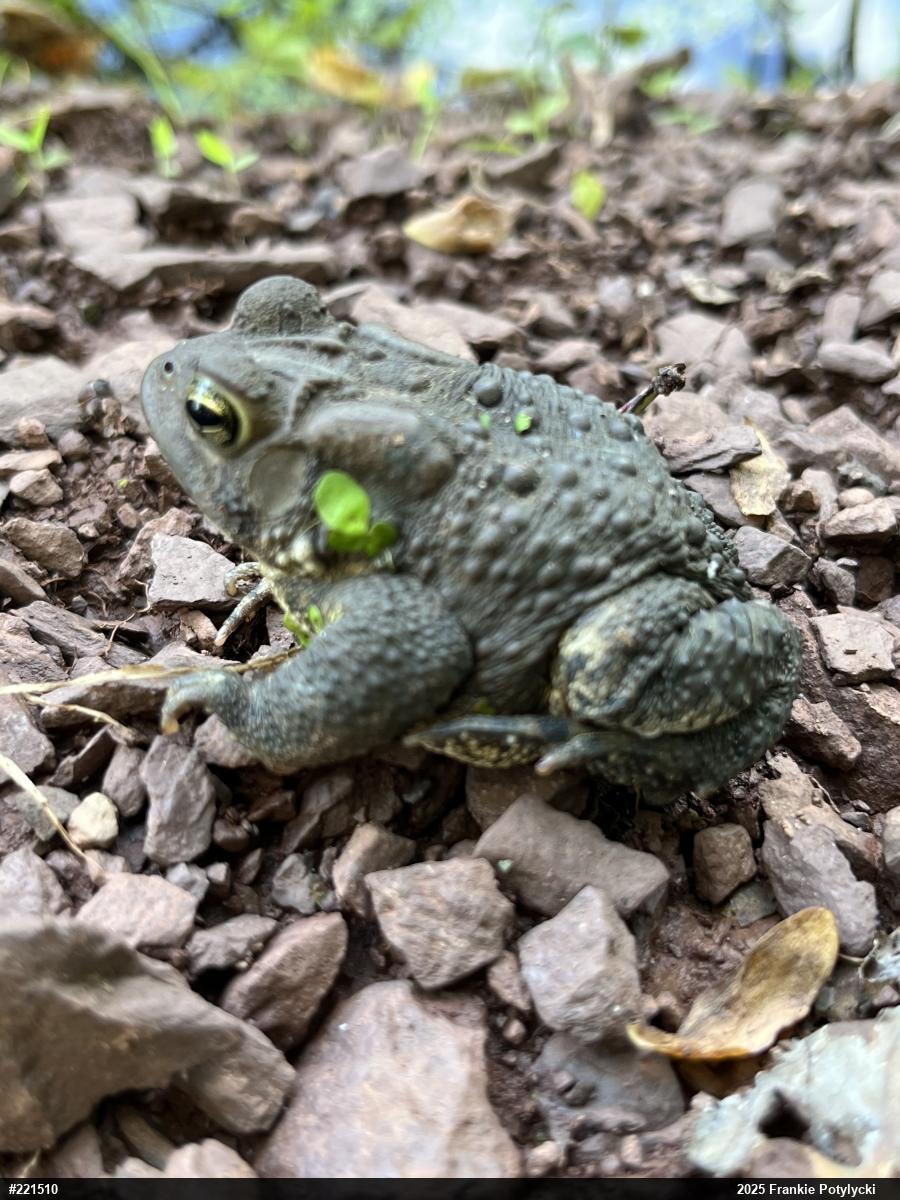 Eastern American Toad