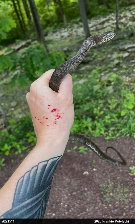 Northern Watersnake