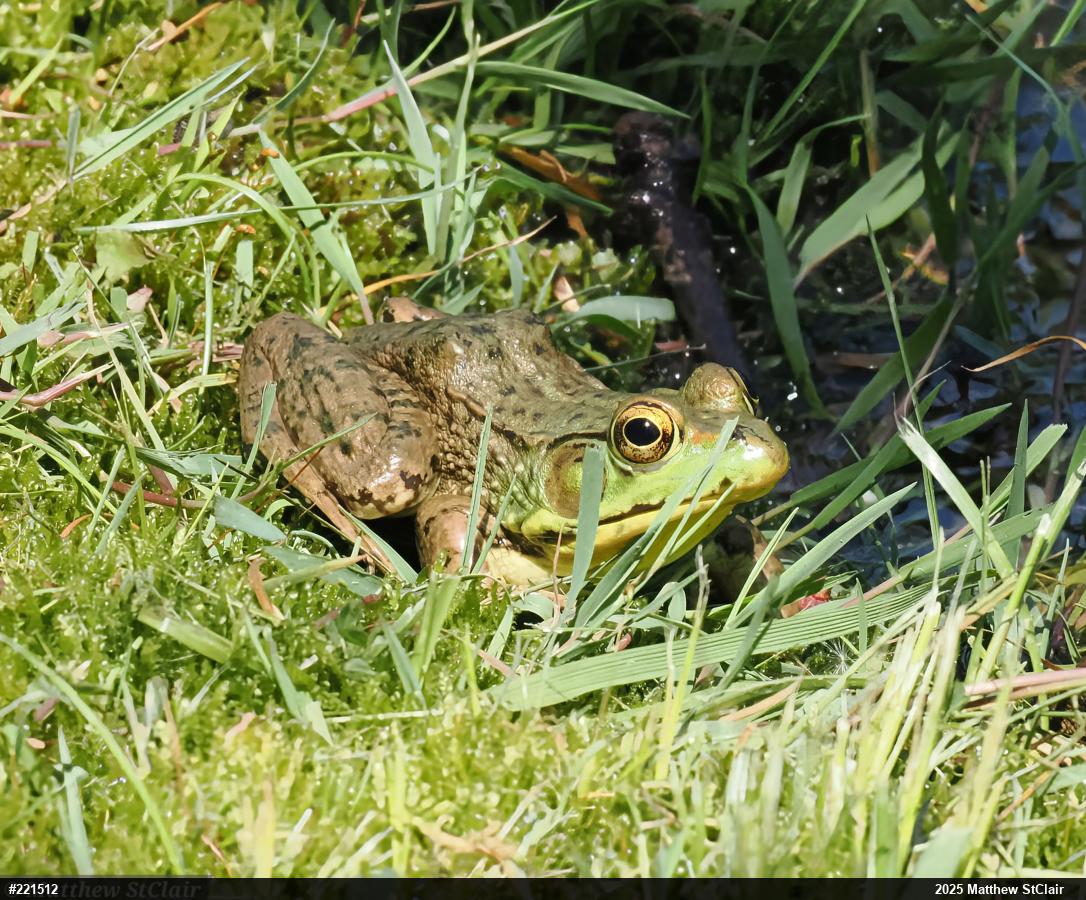 Green Frog