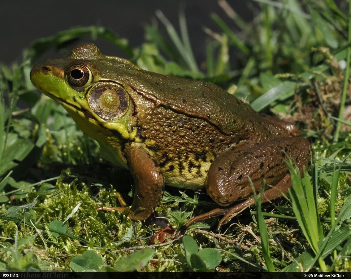 Green Frog