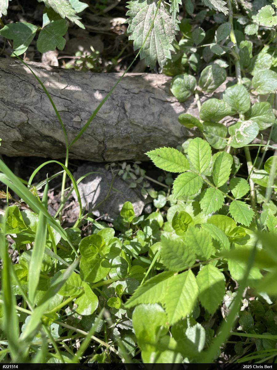 Wood Turtle