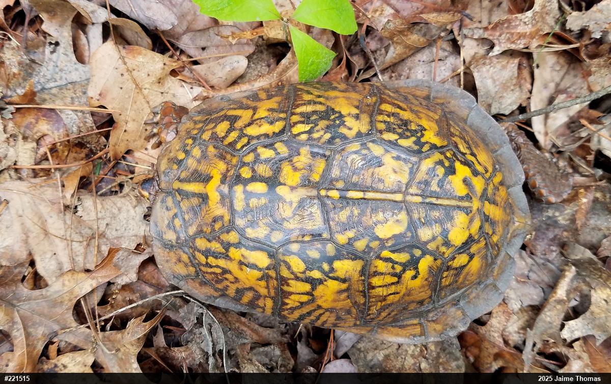 Eastern Box Turtle