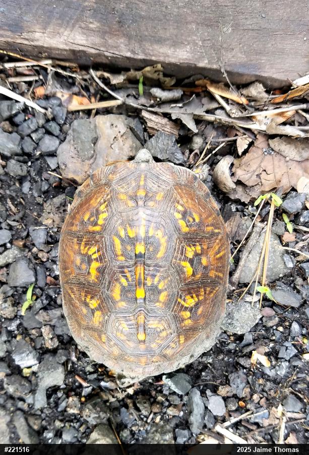 Eastern Box Turtle