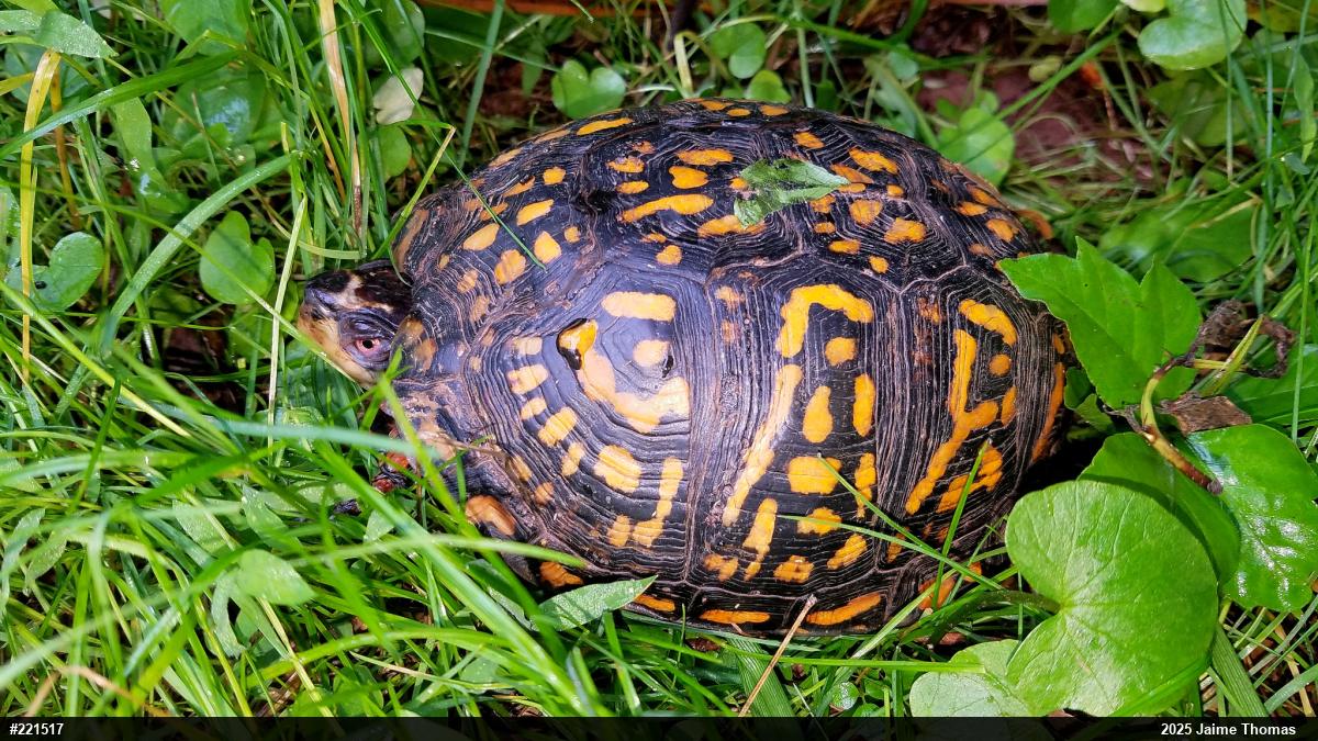 Eastern Box Turtle