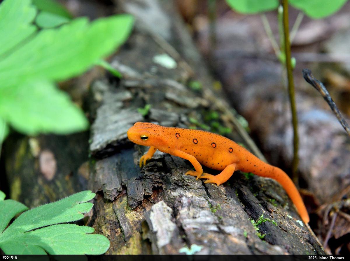 Red-spotted Newt