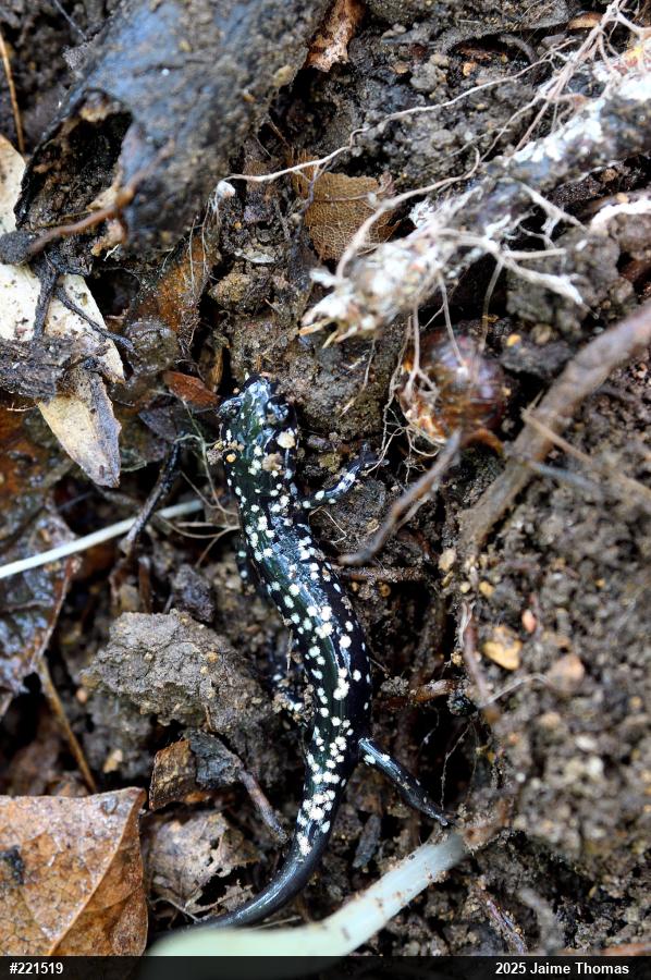 Northern Slimy Salamander
