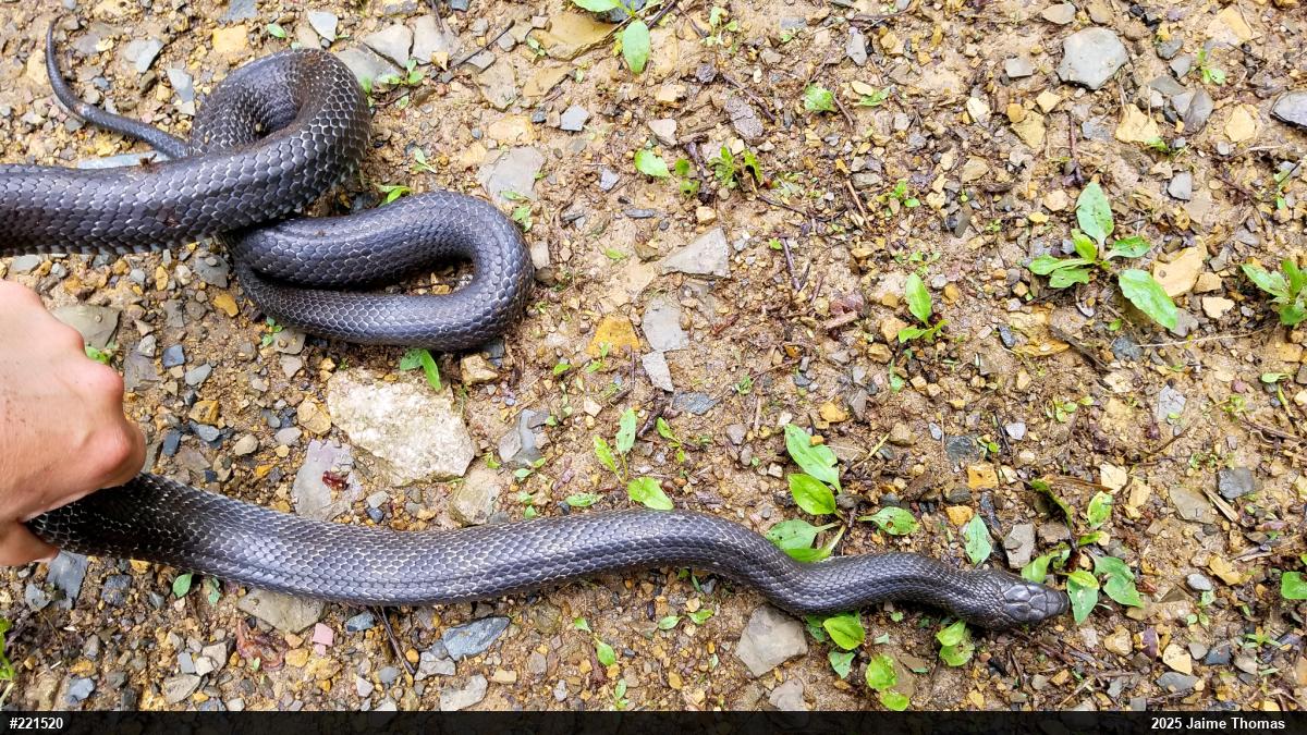 Eastern Ratsnake