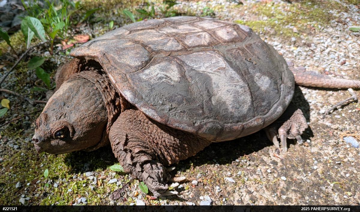 Snapping Turtle