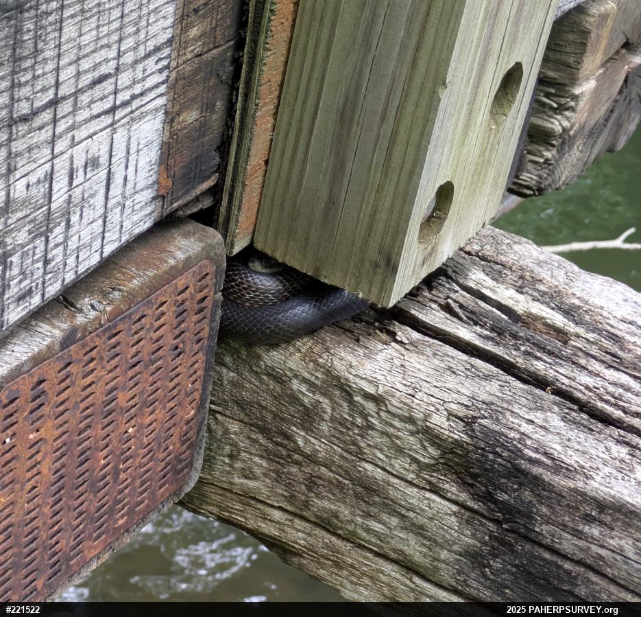 Eastern Ratsnake