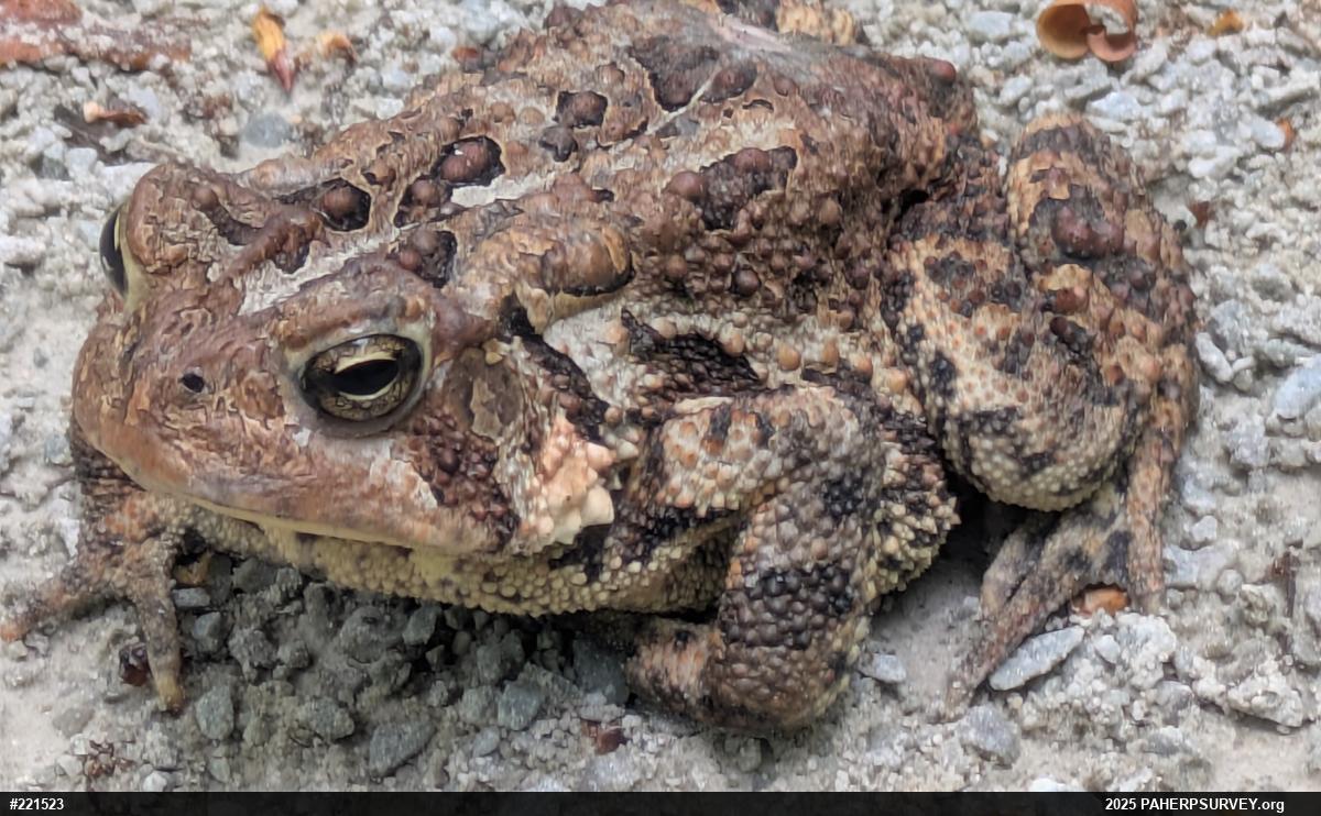 Eastern American Toad
