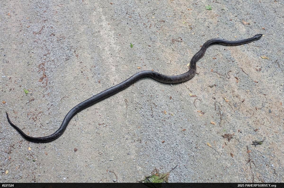 Eastern Ratsnake