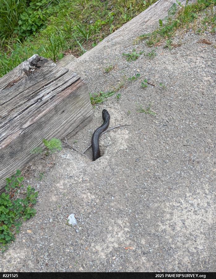 Eastern Ratsnake