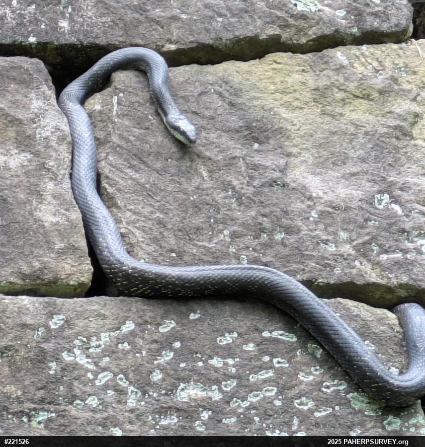 Eastern Ratsnake