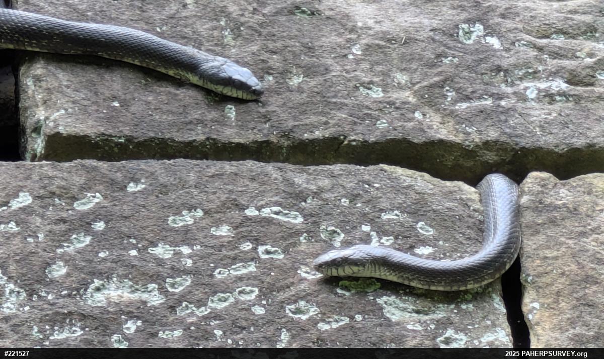 Eastern Ratsnake