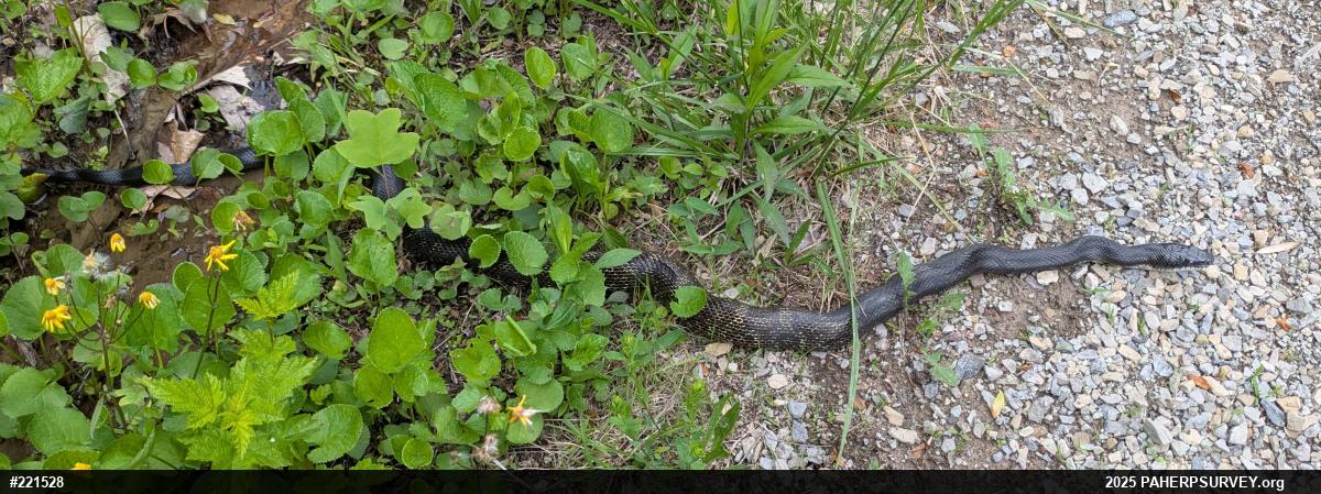 Eastern Ratsnake