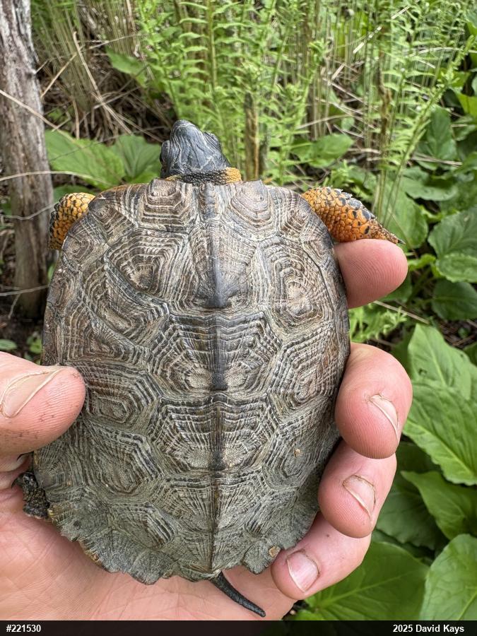 Wood Turtle