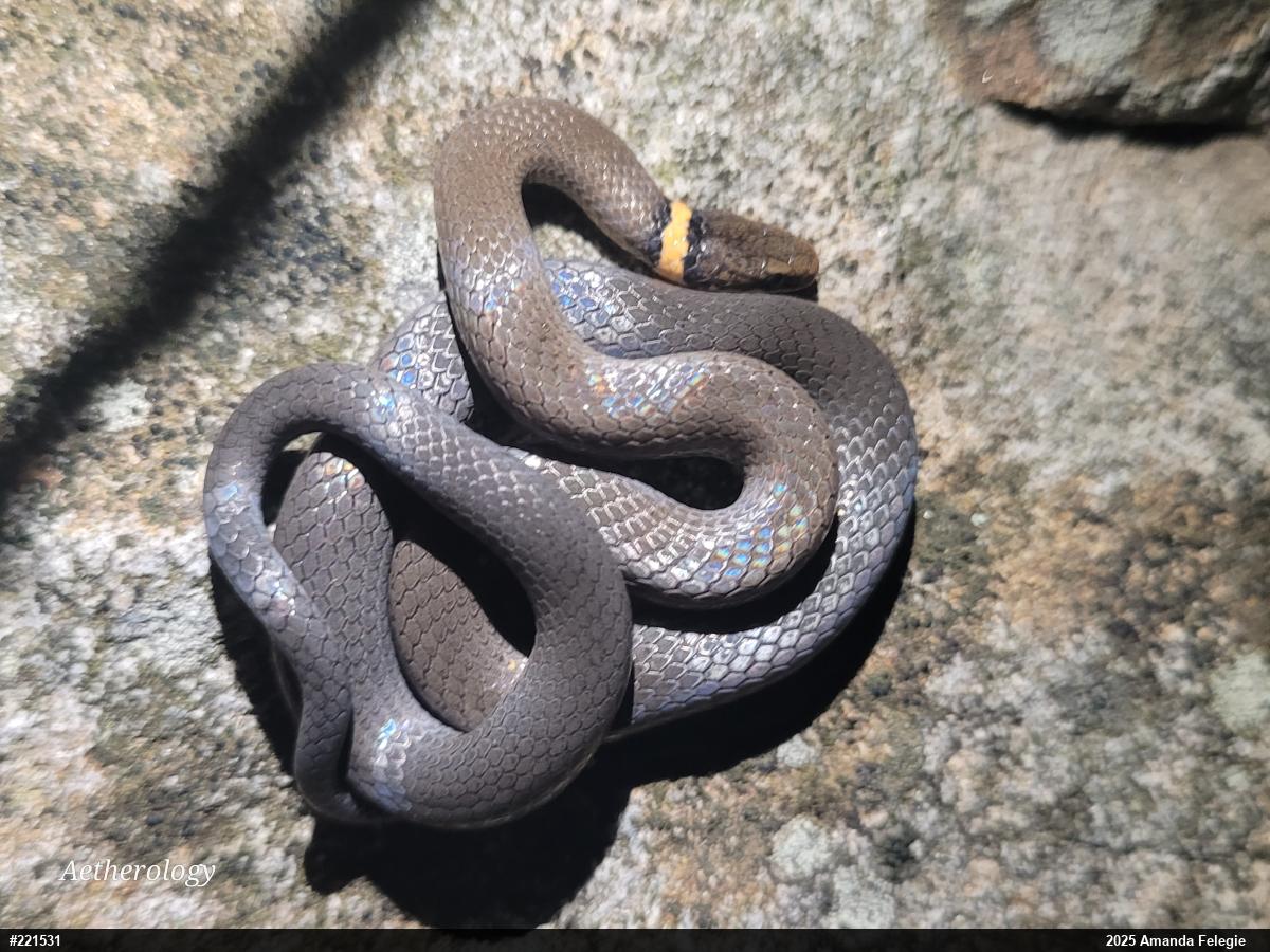 Northern Ring-necked Snake