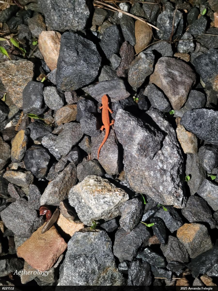 Red-spotted Newt