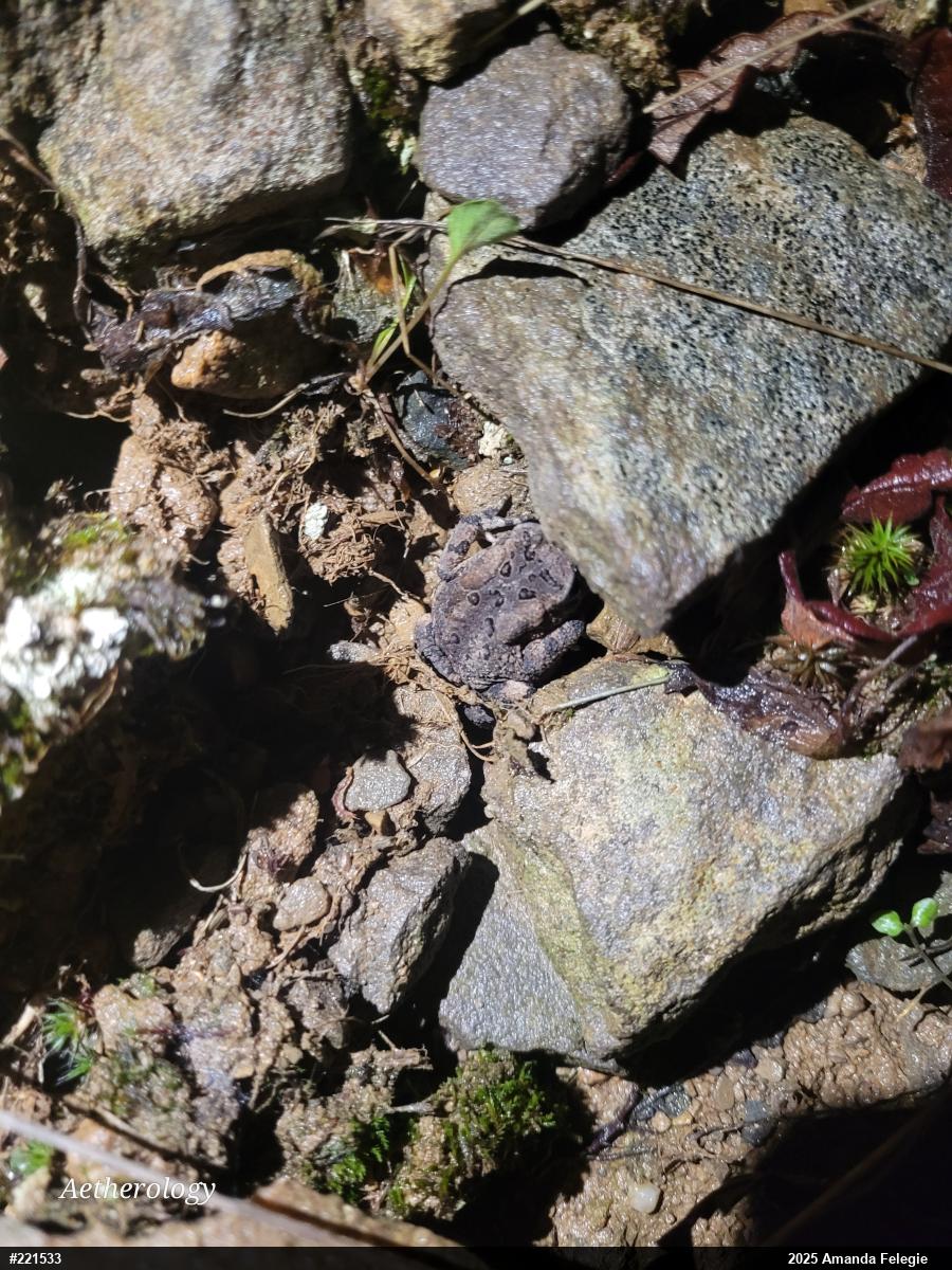 Eastern American Toad