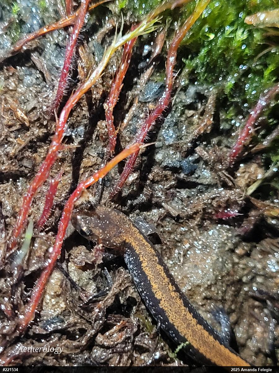 Eastern Red-backed  Salamander