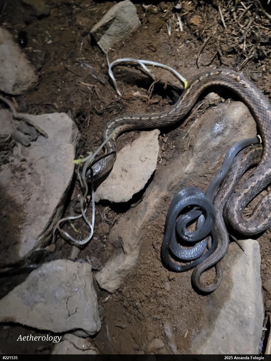 Eastern Gartersnake