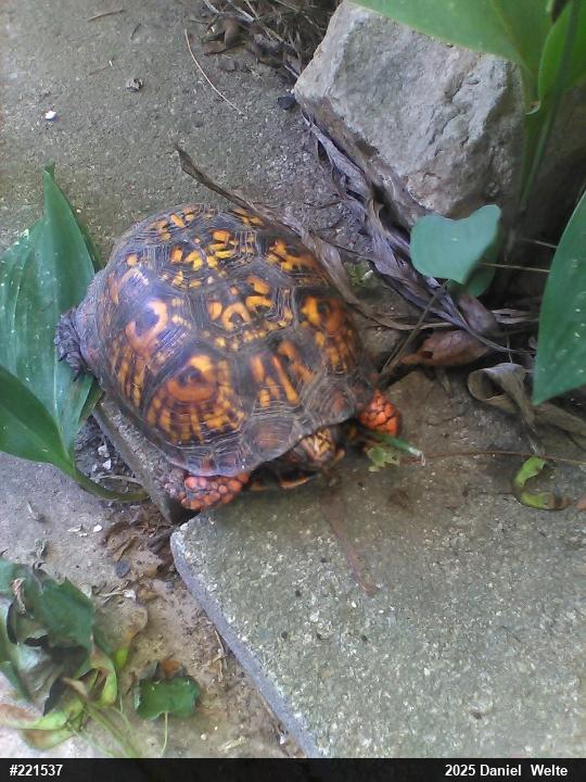 Eastern Box Turtle