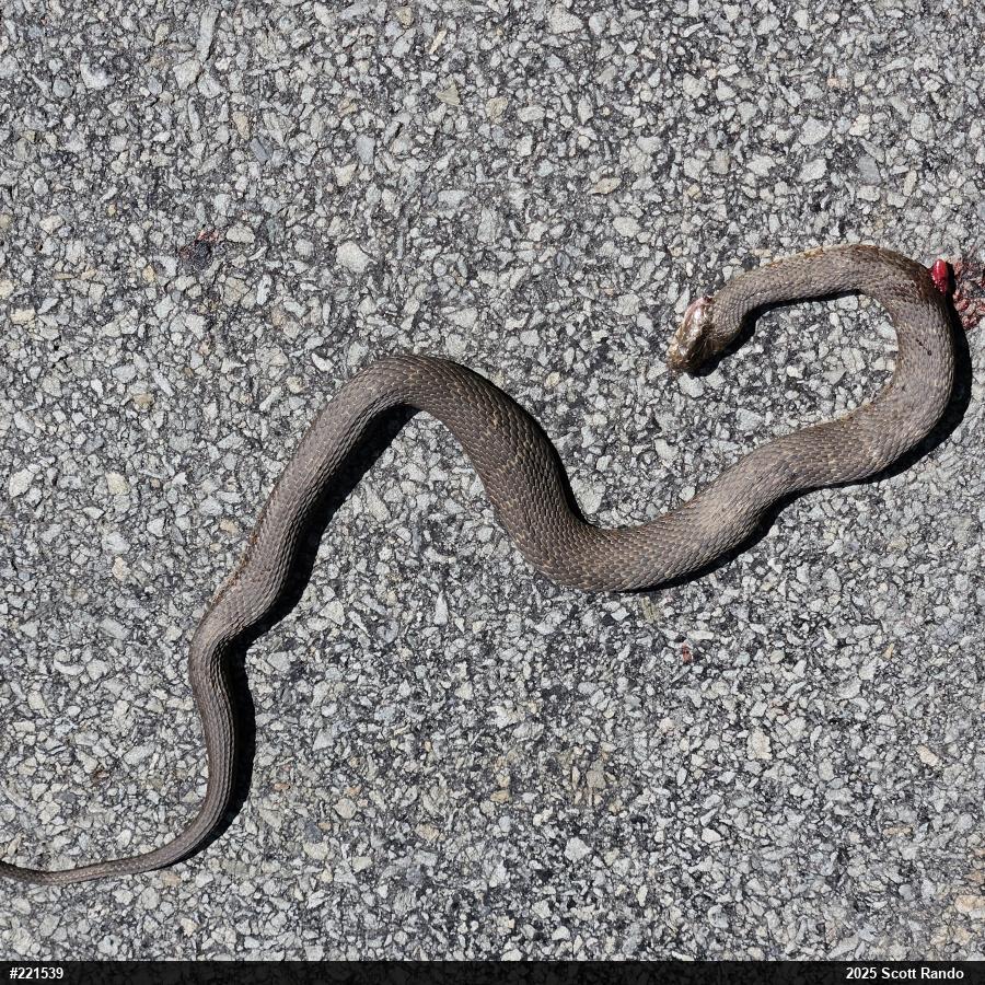Northern Watersnake