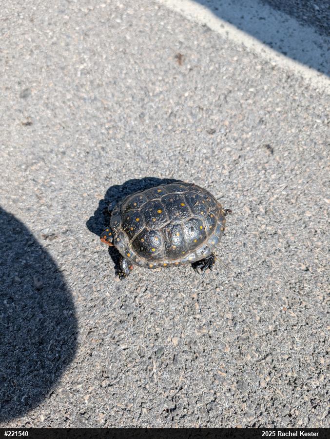 Spotted Turtle