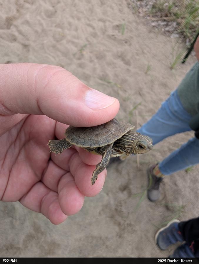 Northern Map Turtle