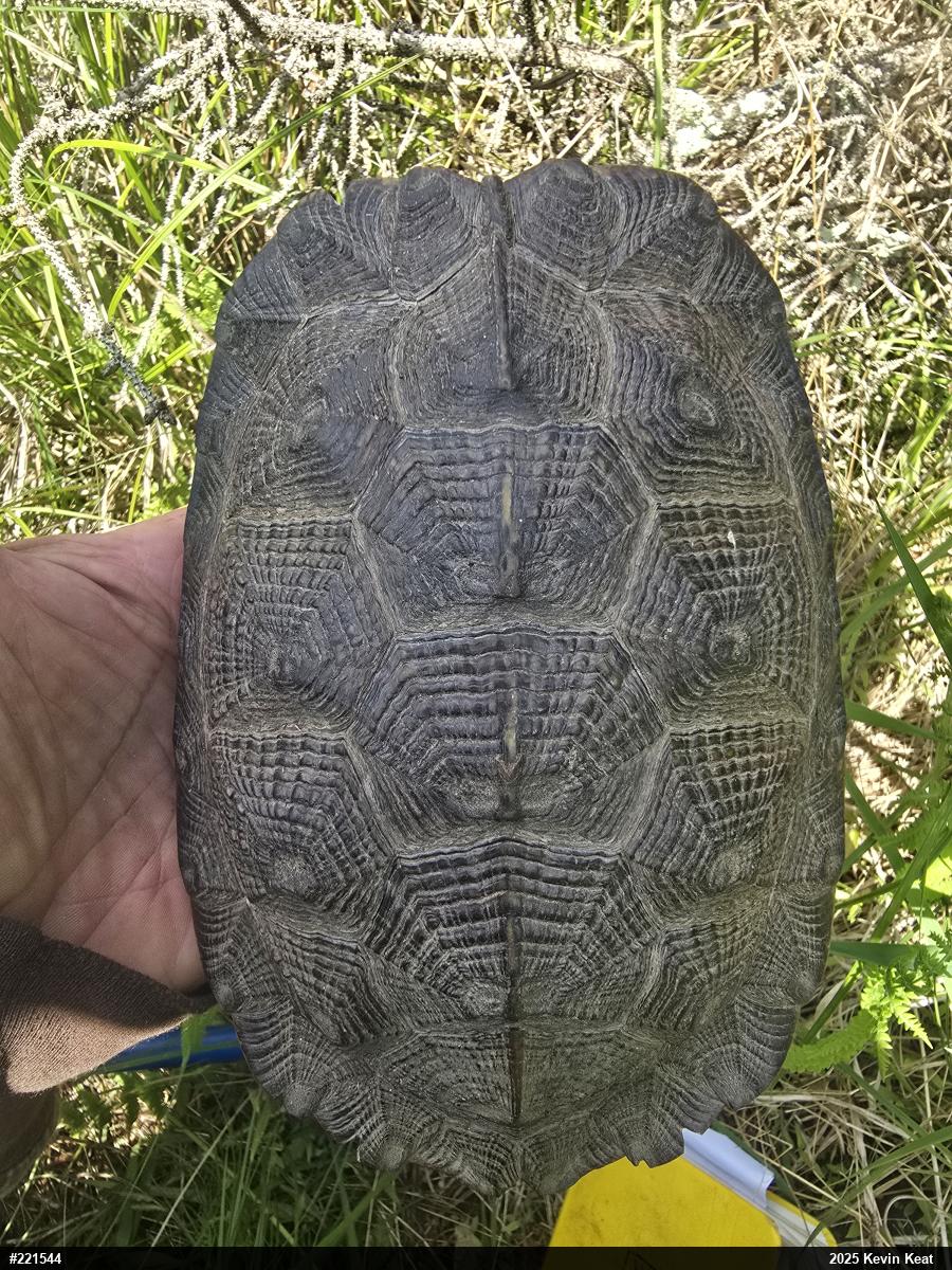 Wood Turtle