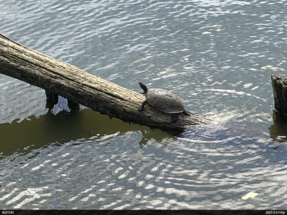 Pond Slider
