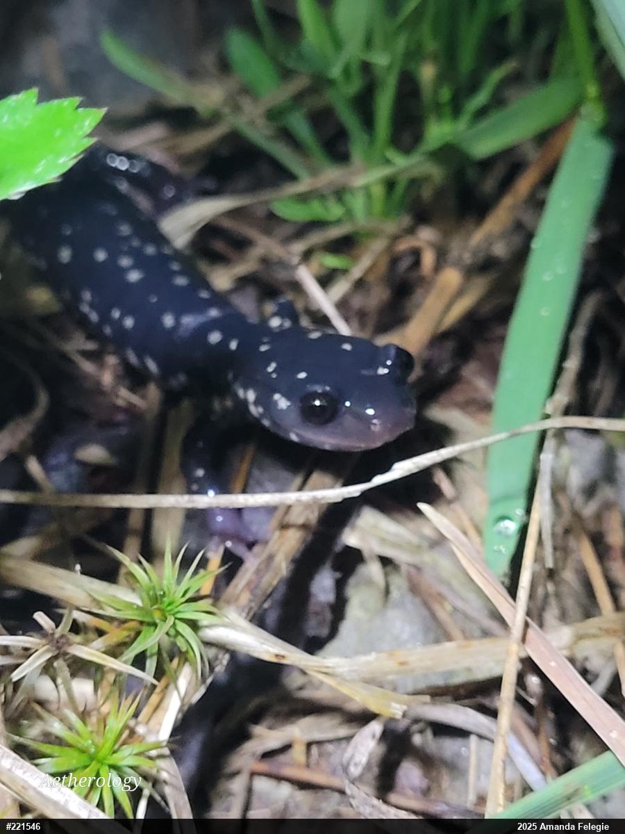 Northern Slimy Salamander
