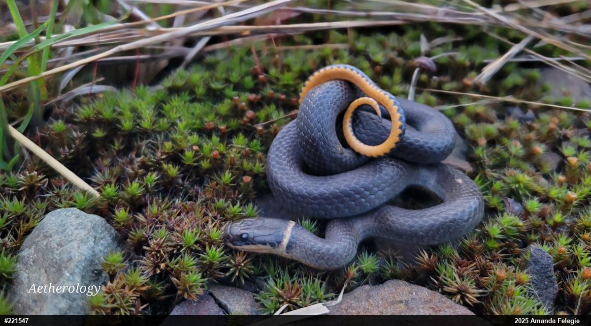 Northern Ring-necked Snake