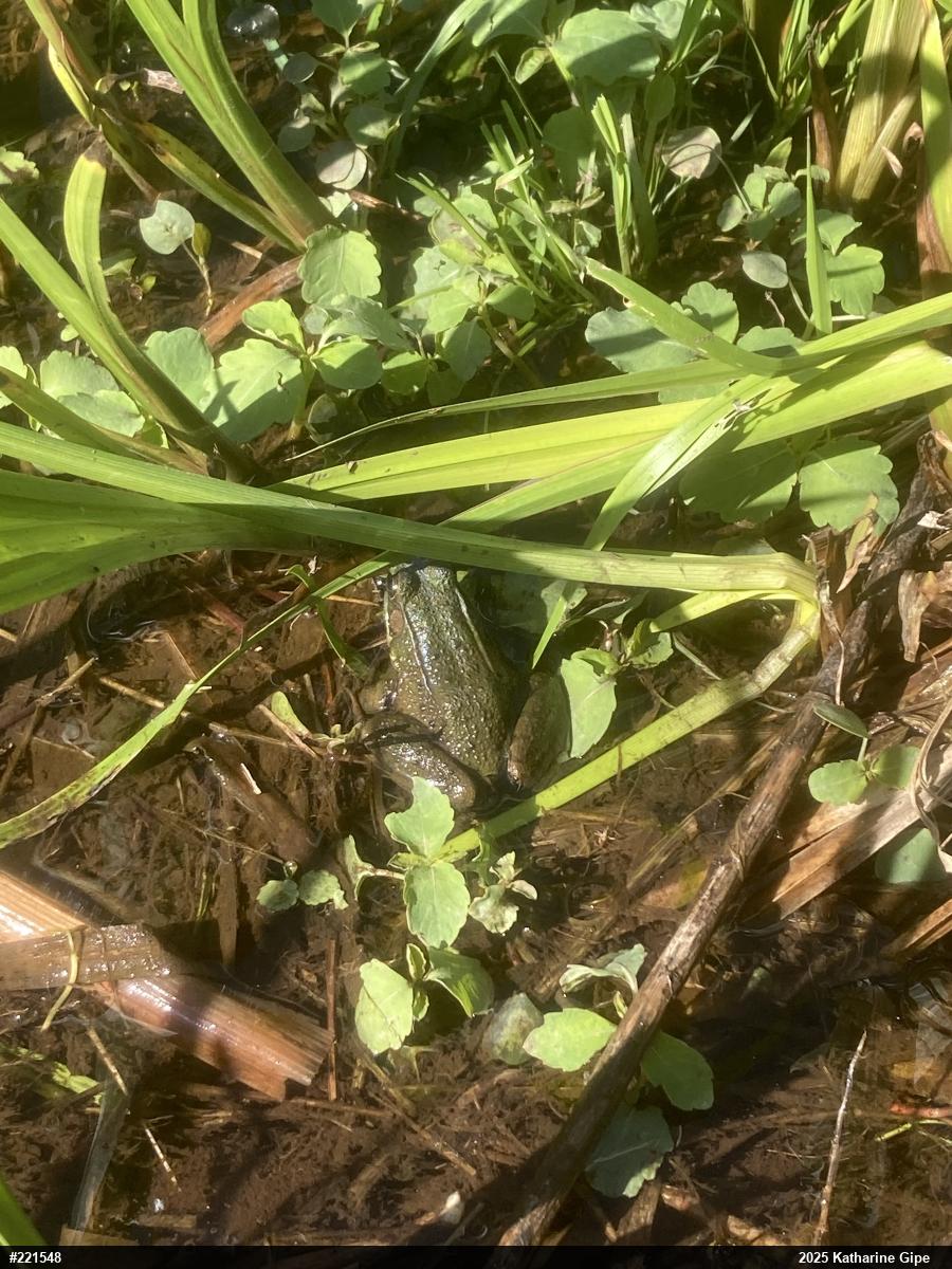 Green Frog