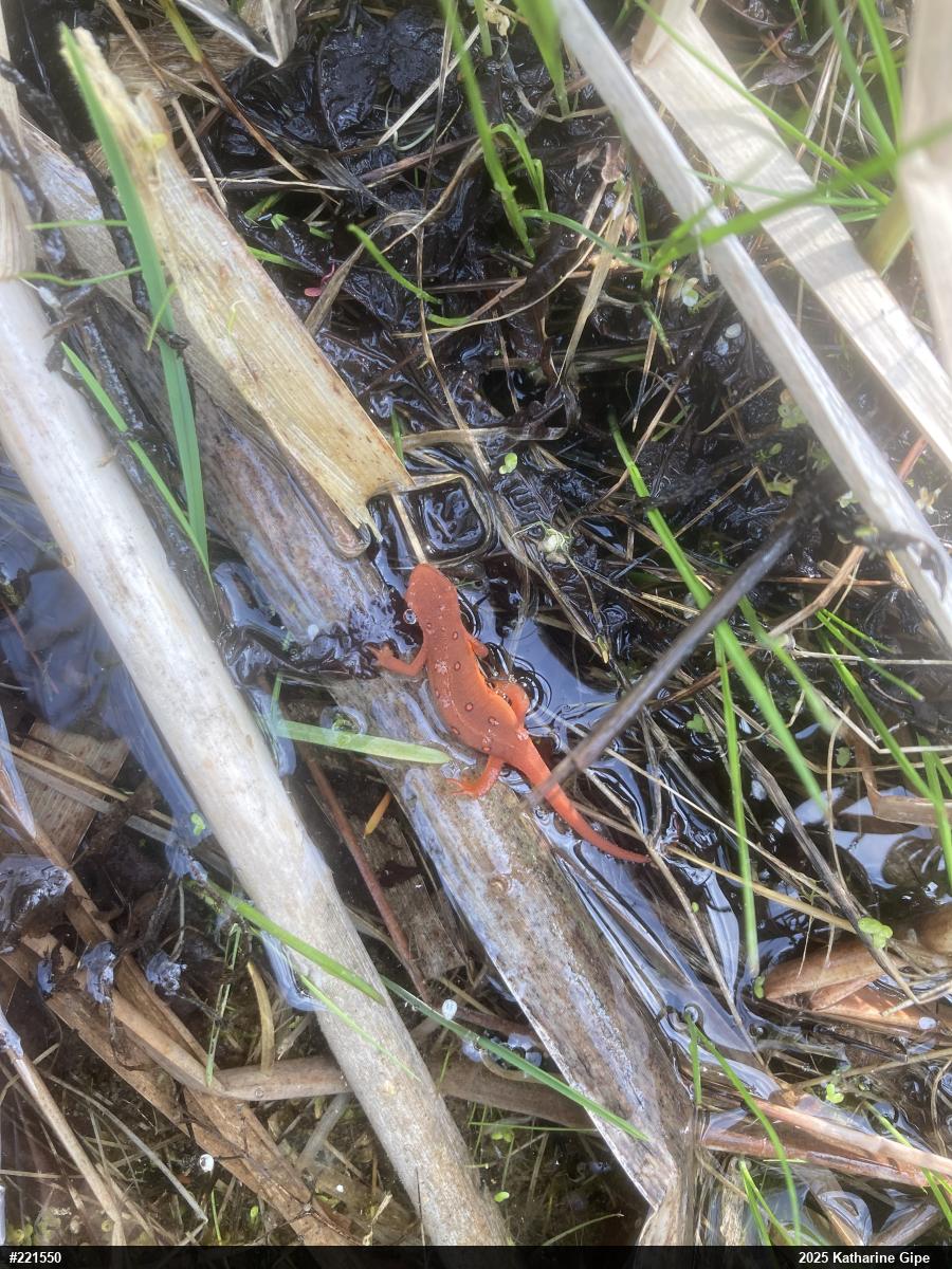 Red-spotted Newt